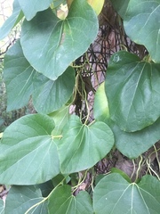 Aristolochia macrophylla