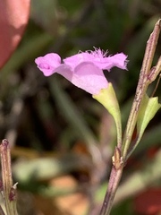Agalinis decemloba
