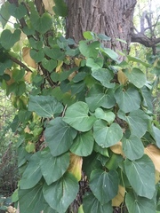 Aristolochia macrophylla