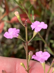 Agalinis decemloba
