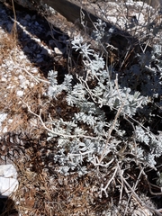 Anthyllis tejedensis