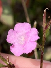 Agalinis decemloba