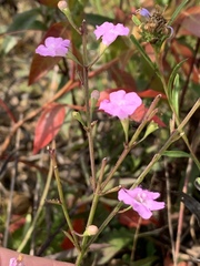 Agalinis decemloba