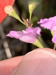Agalinis decemloba