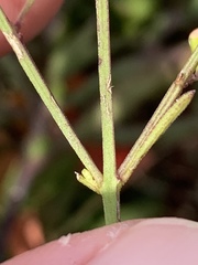 Agalinis decemloba