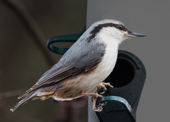 Eurasian Nuthatch photo 6