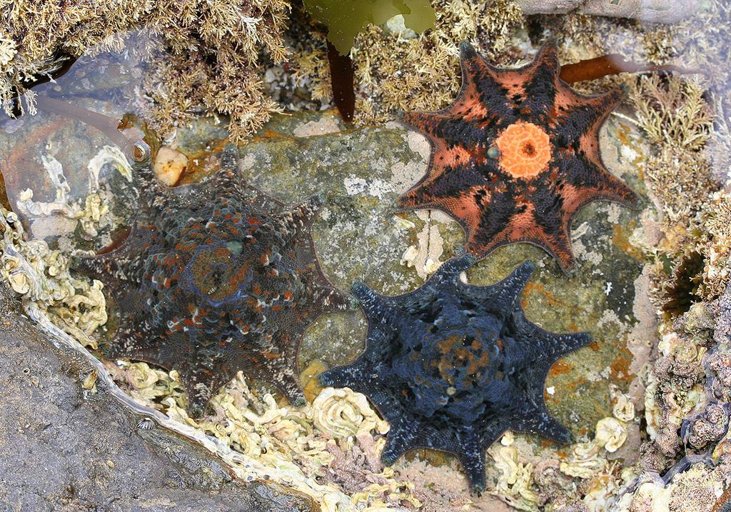 Carpet Sea Star
