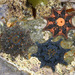 Carpet Sea Star - Photo (c) Nuytsia@Tas, some rights reserved (CC BY-NC-SA)