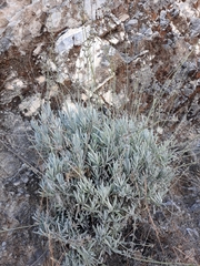 Lavandula lanata