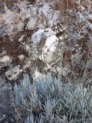 Lavandula lanata