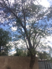 Jacaranda mimosifolia