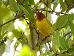 Setophaga petechia bryanti
