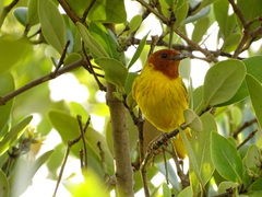 Setophaga petechia bryanti