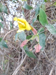 Dolichandra