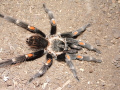 Brachypelma auratum