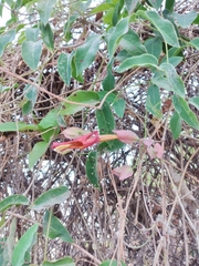 Dolichandra
