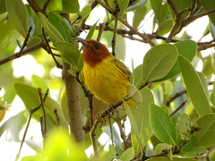 Setophaga petechia bryanti