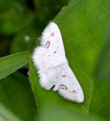 Scopula lautaria