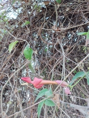 Dolichandra