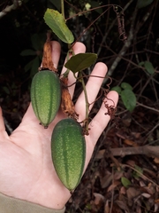 Coccinea
