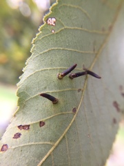 Caryomyia subulata
