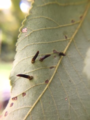 Caryomyia subulata