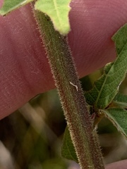 Desmodium obtusum