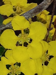 Stigmaphyllon emarginatum