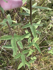 Desmodium obtusum