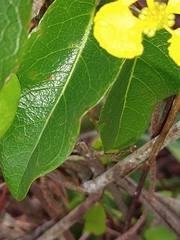 Stigmaphyllon emarginatum