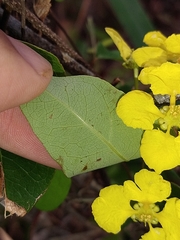 Stigmaphyllon emarginatum