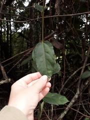 Coccinea
