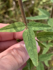 Desmodium obtusum