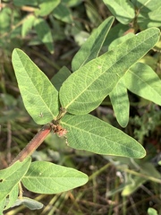 Desmodium obtusum