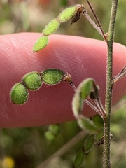 Desmodium obtusum