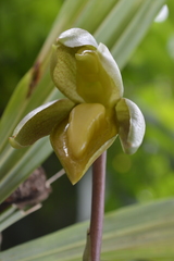 Catasetum tabulare
