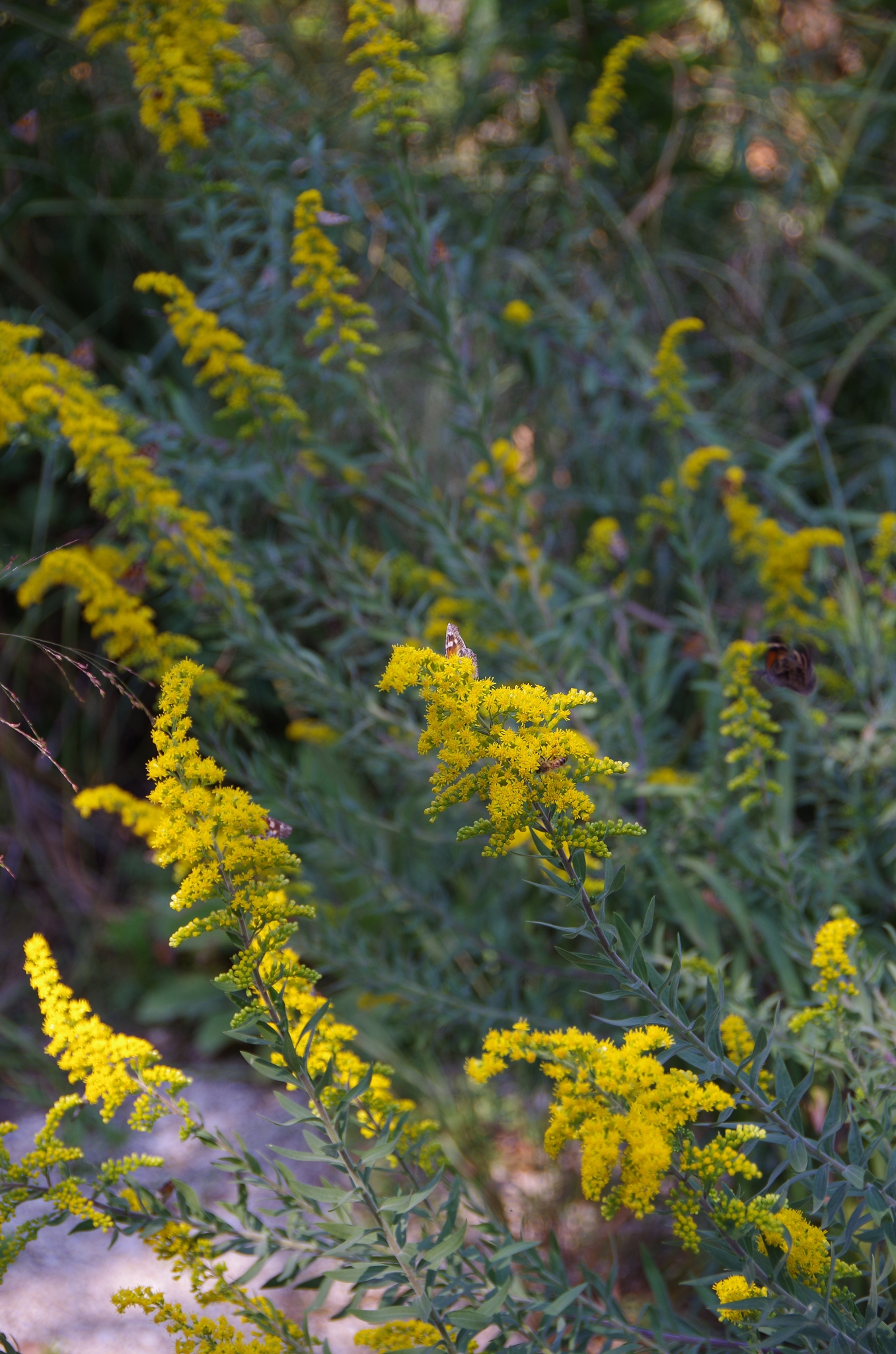 Solidago juliae