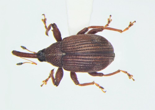 Profound Weevil