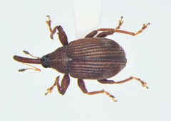 Anthonomus profundus