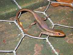 Red-Throated Rainbow-Skink photo 2