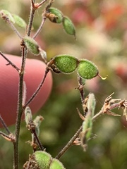 Desmodium obtusum