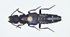 Platydracus violaceus