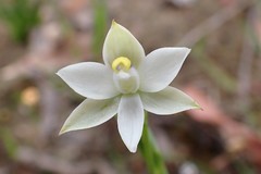 Thelymitra albiflora