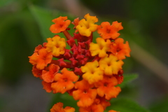Lantana camara camara