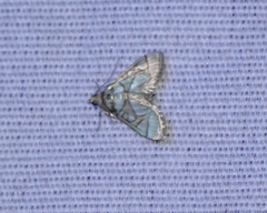 Pseudopyrausta santatalis