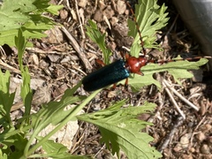 Stenaspis verticalis insignis