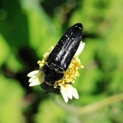 Acmaeodera impluviata