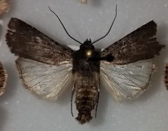 Euxoa velleripennis