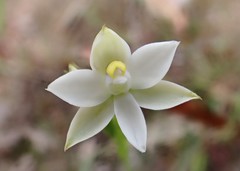 Thelymitra albiflora