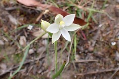 Thelymitra albiflora